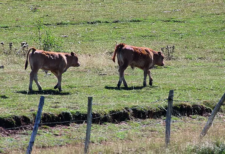 La repousse de l'herbe risque d'être longue, même si les pluies font leur apparition.