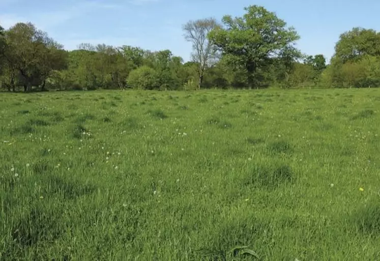 Au printemps, le marquage des anciens bousats, où l’herbe est plus haute et verte, exprime une pauvreté du sol.