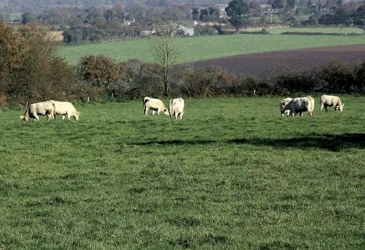 Durant les dix dernières années, deux modèles d'installation ont cohabité en élevage allaitant : les fermes familiales historiques - qui atteignent des limites organisationnelles - et les petits troupeaux menés par des éleveurs pluriactifs.