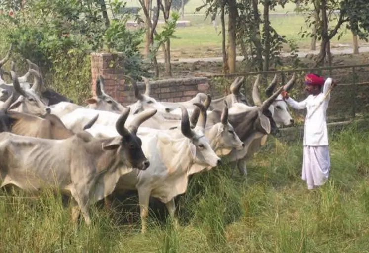 La production mondiale de lait sera principalement tirée par l’augmentation des cheptels dans les pays où les rendements sont bas comme l’Inde ou le Pakistan.