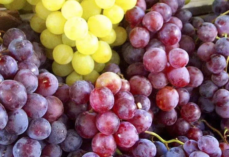 Le raisin de table, noir ou blanc, est le sixième fruit le plus consommé par les Français.