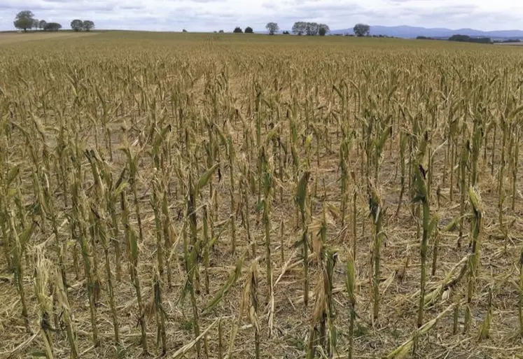 Le projet de loi visant à réformer la gestion des risques en agriculture sera présenté en Conseil des ministres le 1er décembre. Pour l'heure, il est entre les mains du Conseil d'État. Voici ce que l'on sait de ce qui figurera dans le texte, ou sera réglé par décret ou ordonnance.