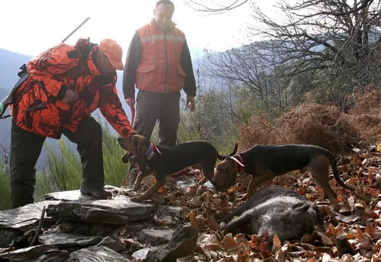 Prolongation de la chasse au sanglier dans certains secteurs.