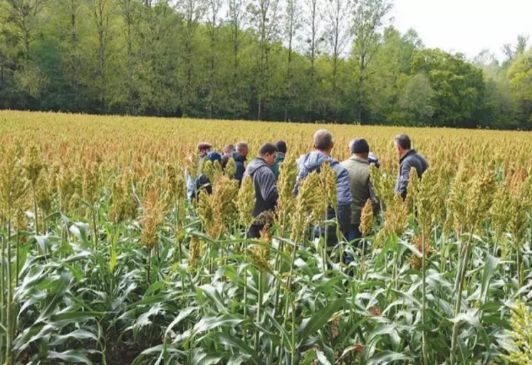 Visite d’une parcelle de sorgho grain au Gaec du Banou à l’occasion des échanges sur l’adaptation au changement climatique.