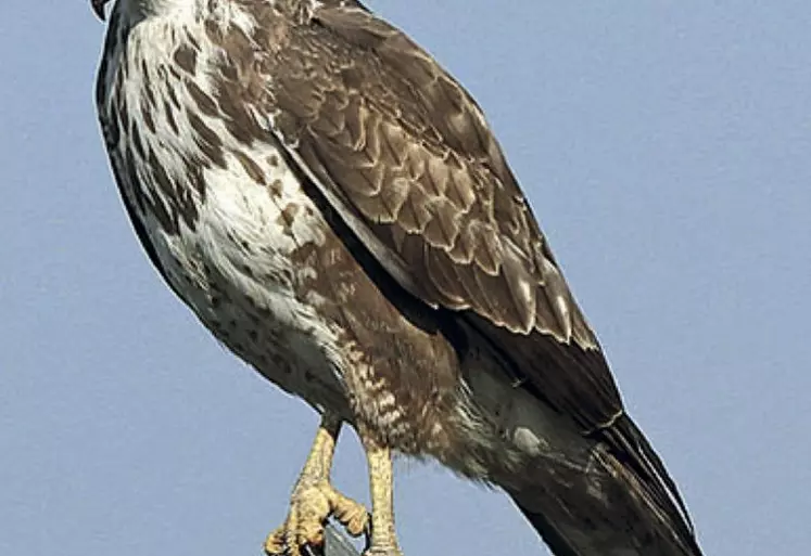 La buse variable va au sol pour chasser.