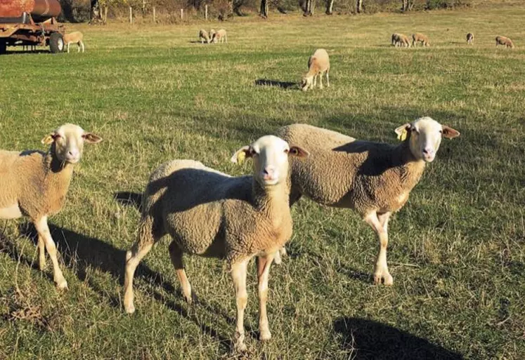 La Ferme du Causse SAS est une entreprise agroalimentaire située sur la commune de La Tieule. Créée par Christian Delon, initialement pour valoriser le lait de son exploitation de brebis bio, la Ferme du Causse fabrique des yaourts de brebis bio depuis 2008.