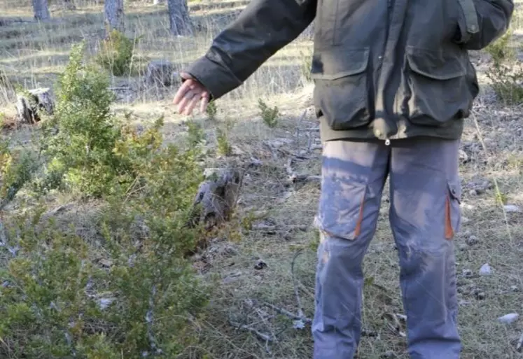 Buis et branches mortes ne sont pas admissibles dans les bois pâturés.