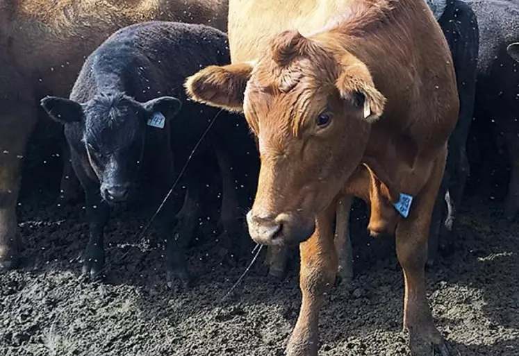 La viande aux hormones, trente années de négociations et de recours.