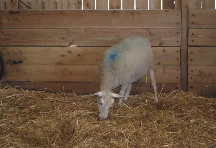 En ovin, les bêtes présentant les signes d’une mise-bas doivent être isolées dans des cases propres, désinfectées et bien paillées.