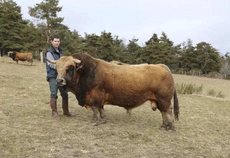 Pour représenter l’Aubrac au SIA, Bertrand Laurens a choisi cette année de présenter son principal taureau : Igloo.