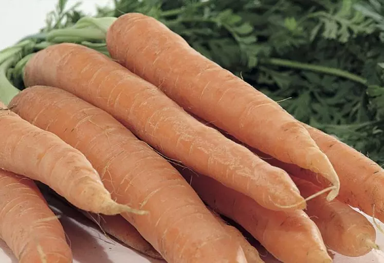 Toujours disponible et très bon marché, la carotte est le deuxième légume le plus consommé en France, juste derrière la tomate.