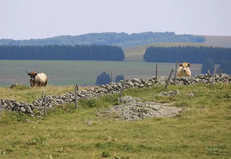 Les eurodéputés de la commission de l’Agriculture ont adopté leur position sur le versement des 8 milliards d’euros du fonds de relance post-Covid-19 dans le cadre des mesures transitoires pour la Pac : 30 % en 2021 et 70 % en 2022. Une position similaire à celle des États membres. Un compromis entre les deux institutions devrait rapidement être trouvé.