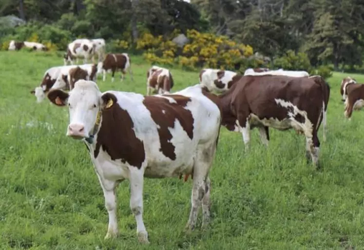 Jeudi 19 novembre, l’institut de l’agriculture et de l’alimentation biologiques (Itab), en partenariat avec l’Idele, ont restitué les résultats des analyses de divers systèmes laitiers en France lors d’un colloque en visioconférence.