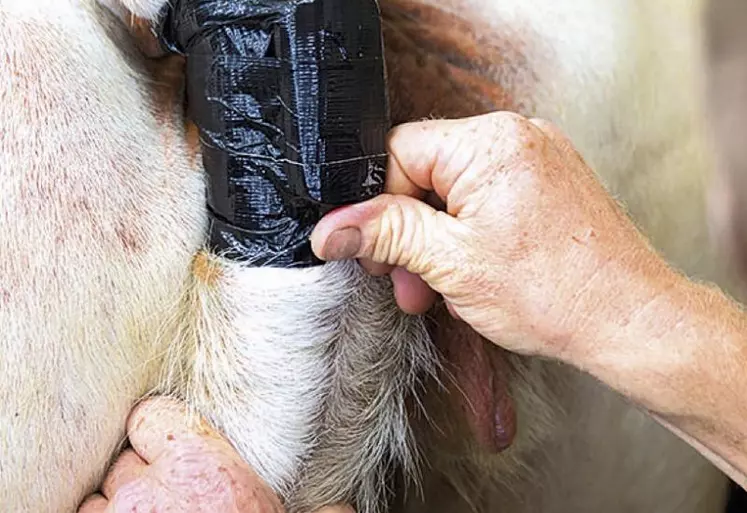 Installation facile d’un boitier et d’un détecteur sur la queue de la vache.