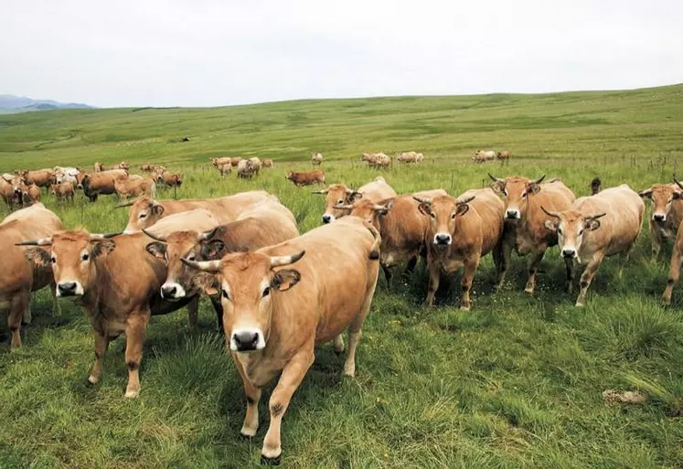 Face à la flambée des prix des matières premières, les indicateurs de coût de production* de référence en viande bovine, calculés selon la méthode validée par accord interprofessionnel, subissent une hausse de 4,6 % lors du second semestre 2021 et de près de 10 % sur un an.