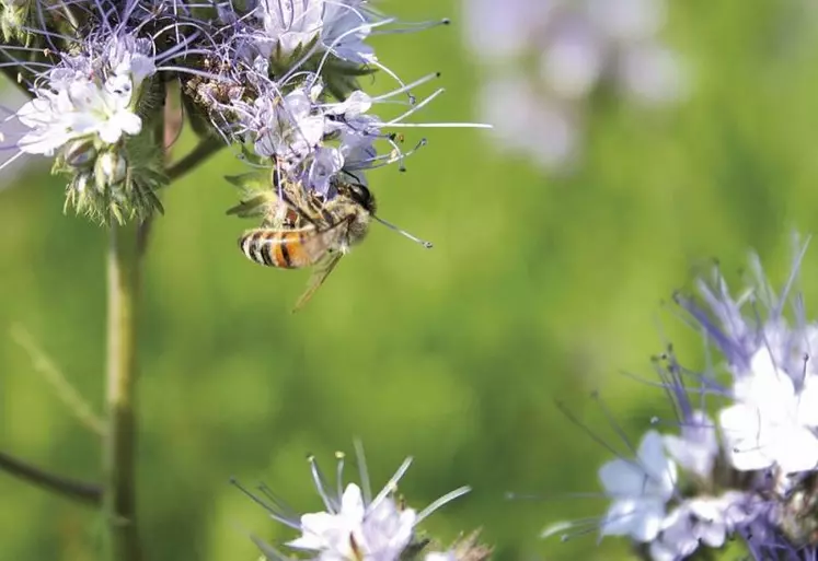 Après une première version publiée en 2013, mais que les États membres avaient refusé de valider, l'Autorité européenne de sécurité des aliments a présenté le 11 mai son nouveau guide d'évaluation des risques liés aux pesticides pour les abeilles.