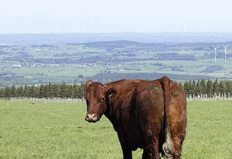 Les prairies occupent deux tiers de la surface agricole du Massif central.