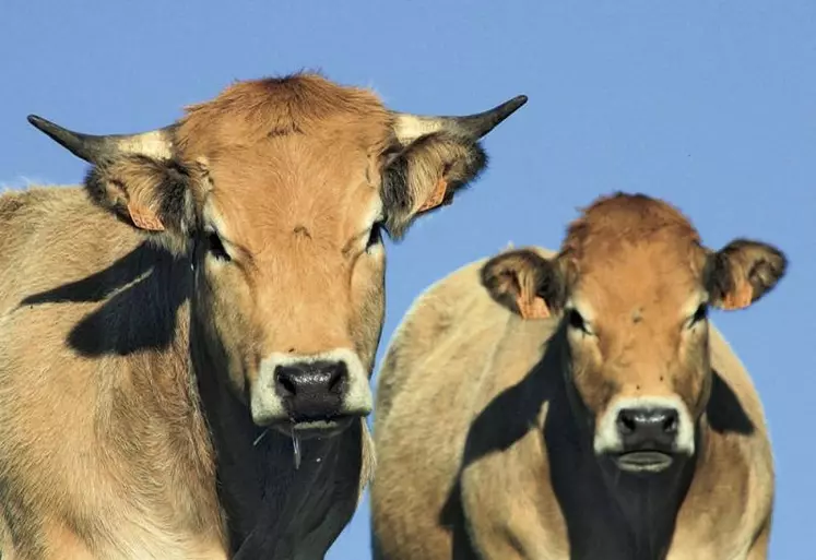 Malgré des mobilisations largement suivies au printemps, les éleveurs allaitants se réveillent « seuls perdants » des premiers arbitrages du PSN, selon la FNB. D'après l'association spécialisée de la FNSEA, ils financeront 80 % de la hausse des aides aux protéines végétales.