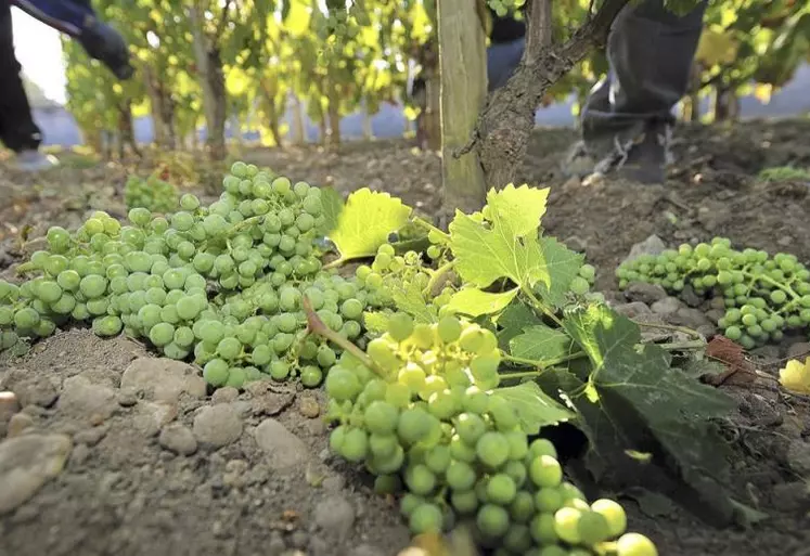 Des particuliers chinois détiennent désormais 115 châteaux dans le vignoble bordelais.