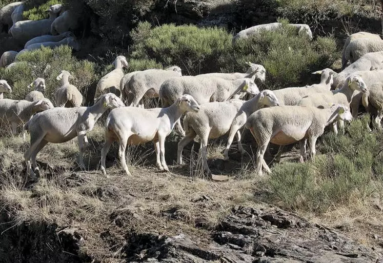 Après le succès du séminaire qui s’est tenu à Ax-les-Thermes début octobre, sur le thème de l’agropastoralisme et de sa place dans la future Pac, explications avec Catherine Rocher sur le sujet.