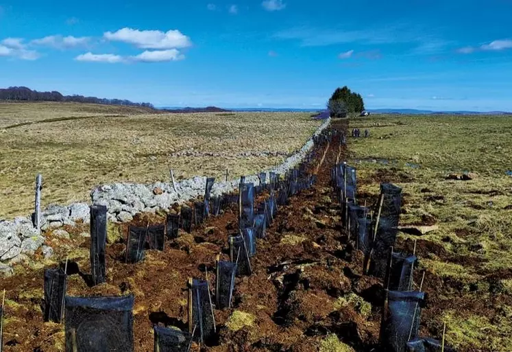 Au cours du mois de mars, les élèves du CFA de Marvejols, les bacs STAV et une classe de seconde général du lycée François Rabelais de Civergols ont participé à des projets de plantations de haies et de bandes boisées sur le plateau de l'Aubrac. L'association Copage a animé ces journées en lien avec les établissements.