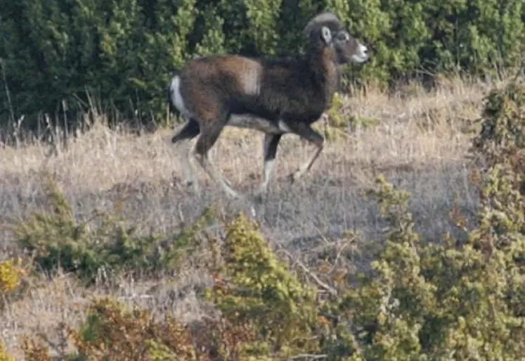  Si la chasse a été à nouveau autorisée à l’occasion du premier seuil de déconfinement le 26 novembre, la pratique reste strictement encadrée.