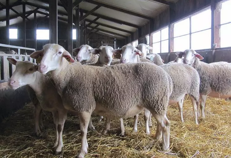 De nombreux dispositifs existent pour aider les agriculteurs en difficulté, que ce soit au niveau de leurs troupeaux ou de la direction de leurs exploitations.