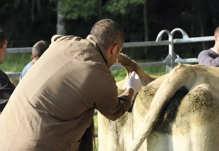 Dans la lutte contre le BVD, tous les organismes sanitaires ont leur mot à dire : le GDS, bien sûr, maître d'oeuvre de la mise en place du plan ; mais aussi le groupement technique vétérinaire (GTV), qui fait partie de la gouvernance sanitaire. Entretien avec Olivier Segura, vétérinaire à Marvejols et président du GTV Lozère et vice-président du bureau Occitanie.