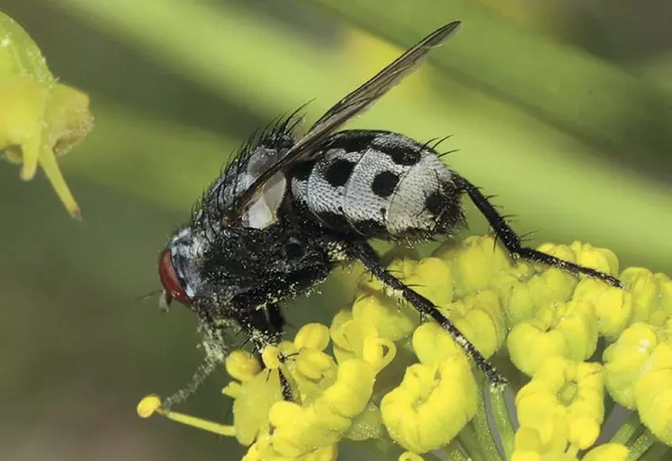 Wohlfahrtia magnifica.