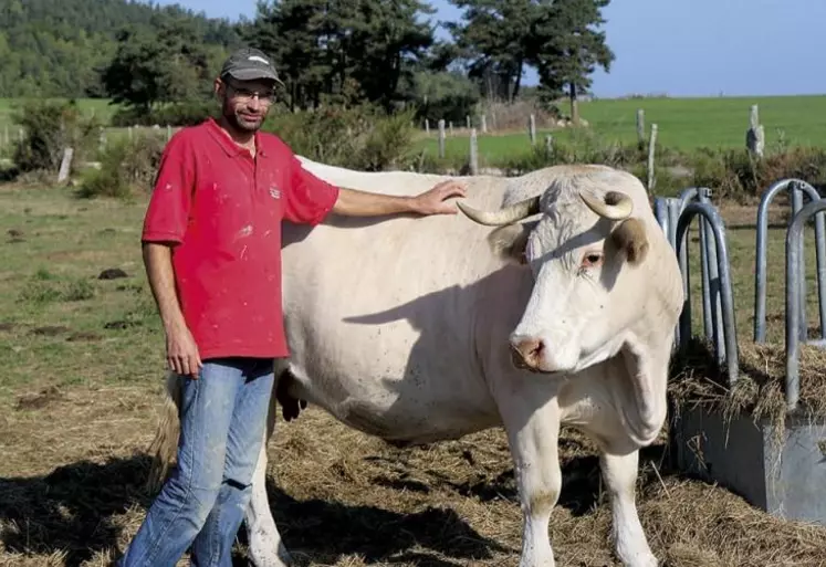 Samedi 17 et dimanche 18 septembre, le concours Qualiviande aura lieu à la grande halle d'Aumont-Aubrac. L'occasion pour Anthony Poulalion, du Gaec du Chaplas à Tridos, de montrer ses charolaises pour la première fois.