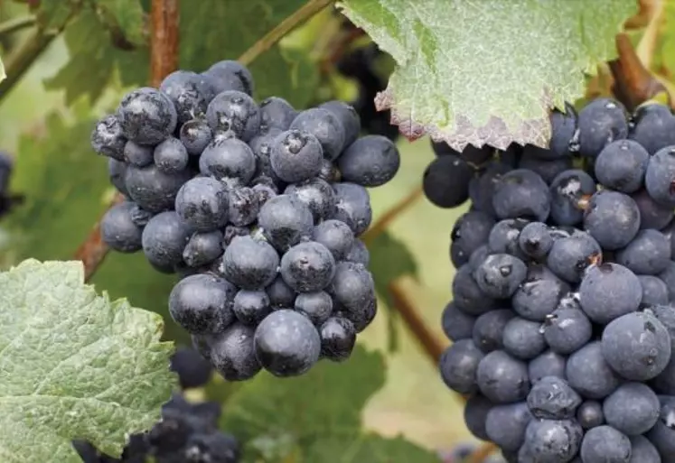 Les nouvelles technologies au service de l'agriculture ne cessent de se développer. Lors d'un webinaire organisé au printemps, Inno'vin a présenté les différents outils d'aide présents sur le marché à destination des viticulteurs.