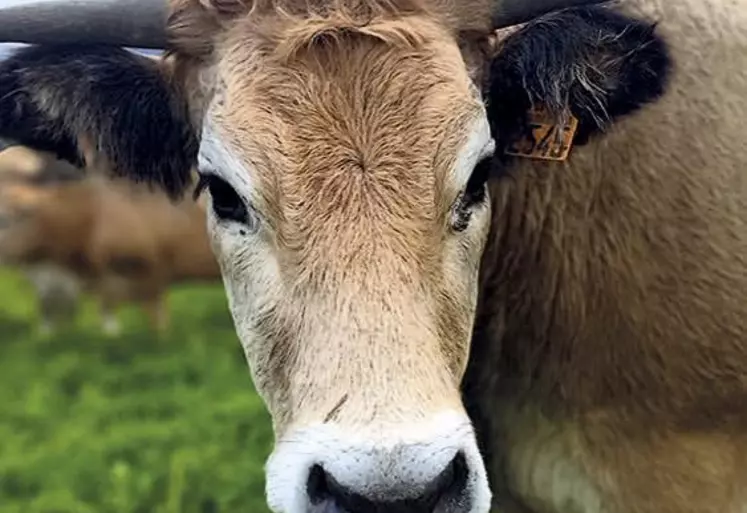 Dans le cadre du projet alimentaire de territoire (PAT) du Haut-Allier, la chambre d'agriculture de Lozère organise une chasse au trésor et un repas fermier au Gaec des Bergeronnettes (Boissanfeuille, commune de Chaudeyrac) le dimanche 23 octobre de 10 h à 14 h.