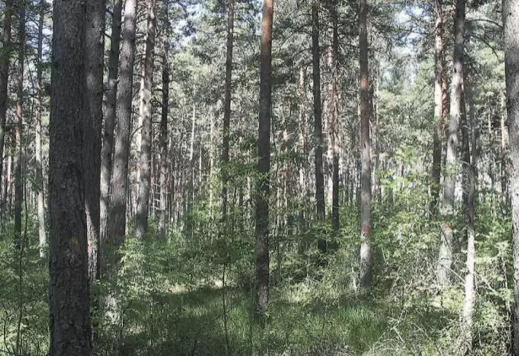 Chaque année la forêt lozérienne produit un million de mètre cube de bois, dont la moitié seulement est récoltée.