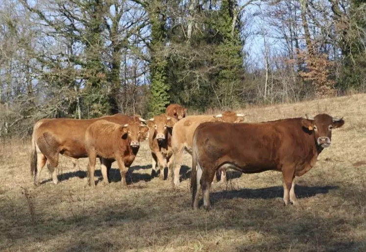 Du 21 au 24 octobre, les journées limousines Or rouge ont animé le centre de Limoges entre concours de taureaux et de vaches de boucherie, vente aux enchères et concours des élèves cuisiniers et conférence.