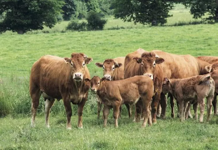 Les commissions de l'Agriculture et de l'Environnement du Parlement européen ont adopté conjointement leur projet - non contraignant - de rapport sur la stratégie De la ferme à la table qui valide les grandes lignes des propositions de la Commission européenne.