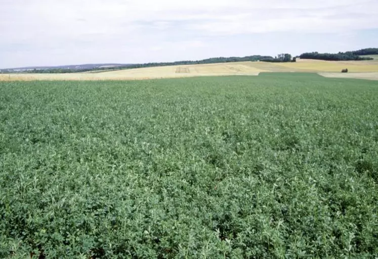 La récolte séparée des tiges et des feuilles de luzerne pourrait permettre une meilleure valorisation de cette légumineuse en élevages de monogastriques.