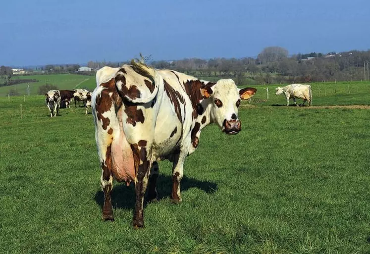 En l’absence de signature d’un accord-cadre, les producteurs adhérents de l’OP Saint-Père livrant au groupe Agromousquetaires ont reçu, fin décembre, des contrats individuels. L’OP dénonce un « évincement ».