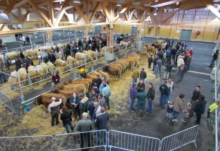 Le concours départemental du broutard à lieu sous la grande halle d'Aumont-Aubrac.