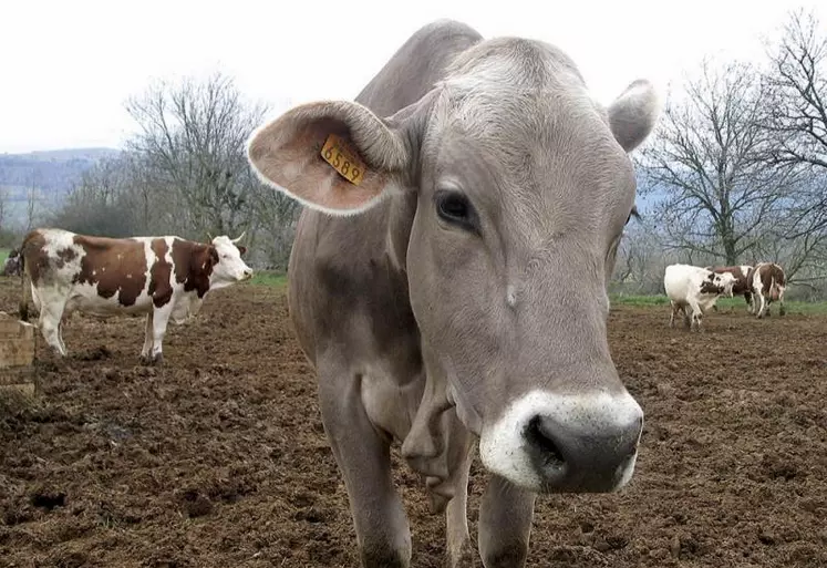 La rédaction du Réveil Lozère s'est attachée à interroger le trio de tête des éleveurs de chaque race présente au trophée Technilait : Prim'Holstein, Montbéliardes, Brunes, Abondances et Tarentaises, et Simmental. Il manquait deux primés : l'un en Brunes, l'autre en Montbéliarde.