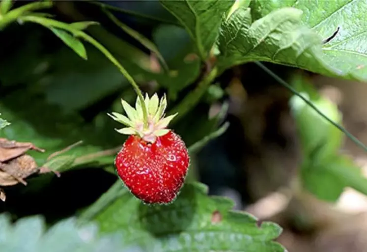 Des fraises en Lozère, une idée folle ? C’est pourtant le pari que se sont lancés Mathieu et Marion Deltour il y a trois ans. Essai transformé après trois saisons de récoltes.