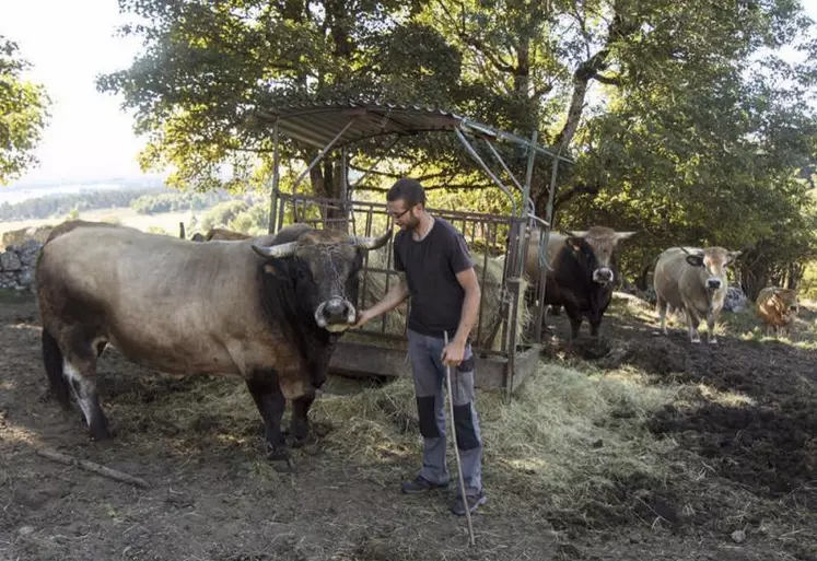 Après avoir participé à l’organisation des concours bovins en tant que conseiller à la chambre d’agriculture de Lozère, David Domenichini s’est installé aux Fours, à La-Fage-Montivernoux, le 1er janvier dernier.