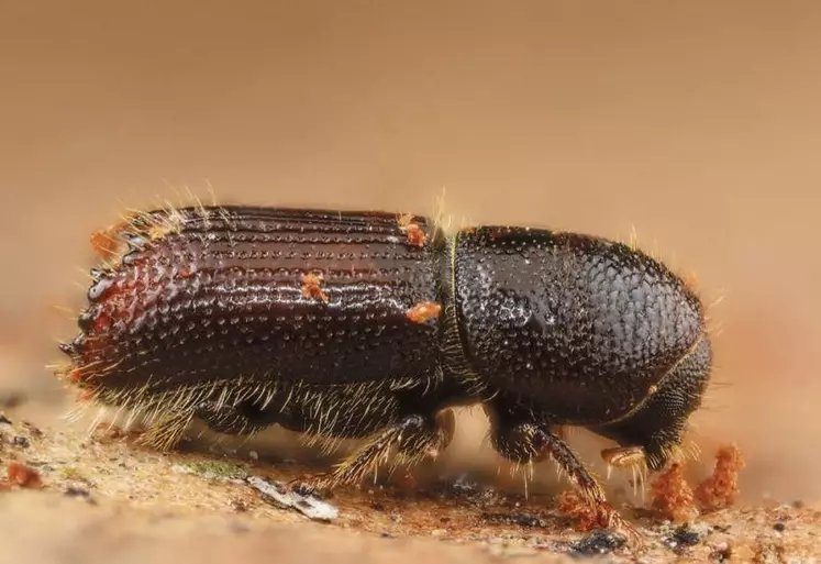 Sécheresse, insectes ravageurs ou incendies, les arbres, les résineux en particulier, subissent de nombreuses attaques sur l’ensemble du territoire.