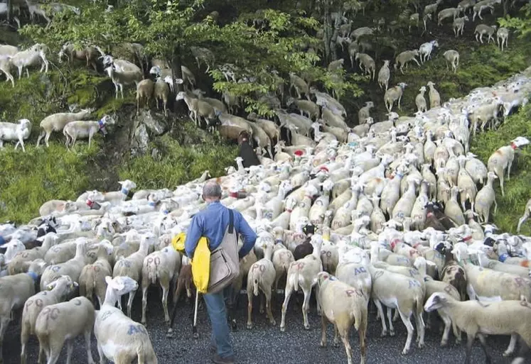 Ce mardi 2 juin, le comité du patrimoine ethnologique et immatériel a rendu, à l’unanimité des membres présents, un avis favorable à l’inscription de la transhumance en France à l’inventaire national du patrimoine culturel immédiat.