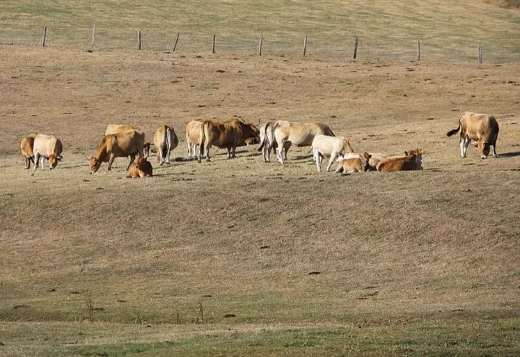 Dans un communiqué commun en date du 24 février, la FRSEA et les Jeunes Agriculteurs d’Auvergne-Rhône-Alpes (Aura) estiment « inadmissible et inacceptable » l’exclusion de certains territoires des indemnités sécheresse dans le cadre du régime des calamités agricoles.