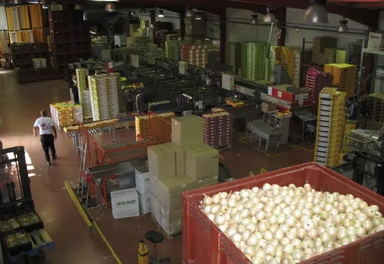 La calibreuse est l’outil principal d’Origine Cévennes. À elle seule, la coopérative fédère 90 % des producteurs et commercialise 80 % de la production d’oignons doux sous AOP.