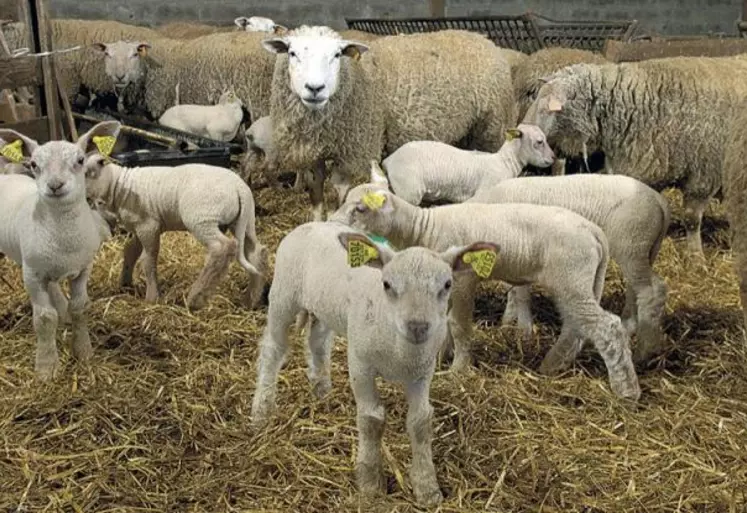 Des pratiques stressantes pendant la gestation altèrent le développement de la réactivité comportementale des jeunes agneaux, affectant à terme leur bien-être.