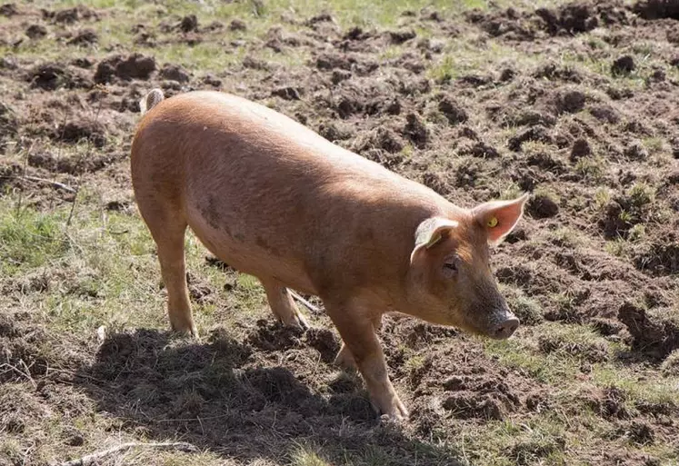 Depuis quelques semaines, de nouveaux animaux ont fait leur apparition au lycée agricole de Saint-Chély-d'Apcher, à Civergols : des cochons rustiques, de races Tamworth et Duroc.