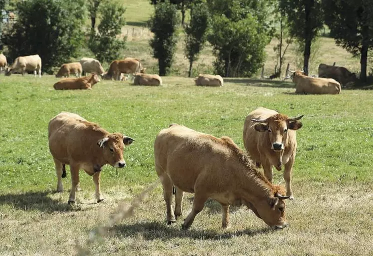 Entrées en vigueur depuis le 1er juillet 2020, les boucles auriculaires préleveuses de cartilage ont permis d'analyser en Lozère plus de 96 % des veaux nés depuis un an. C'est une mobilisation sans précédent des éleveurs qui participent ainsi à la réussite de l'éradication de la maladie. En poursuivant à ce rythme, on peut espérer que l'objectif d'éradication fixé soit atteint avant les cinq ans initialement prévus.