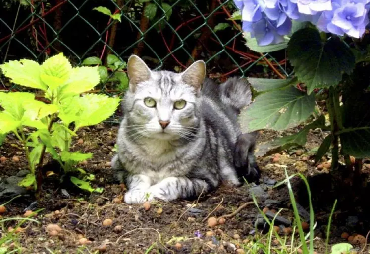 Les instincts de chasse du chat domestique en font un prédateur éclectique.