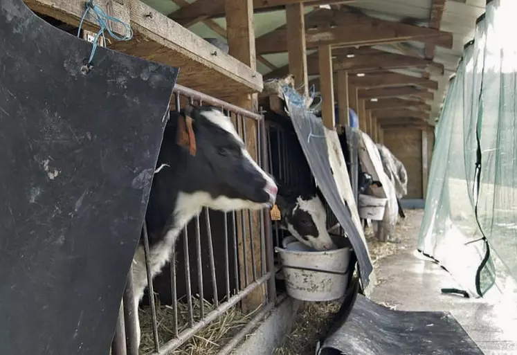 La nurserie peut accueillir jusqu’à quinze veaux. Équipée d’un filet brise-vent sur le devant, elle a tout le confort et l’ambiance d’un grand bâtiment.